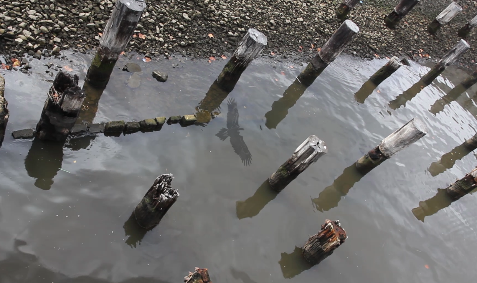 Screen Shot 2017-08-08 at 9.01.44 pm